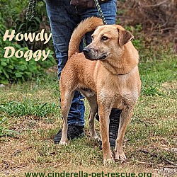 Thumbnail photo of Howdy Doggy #1