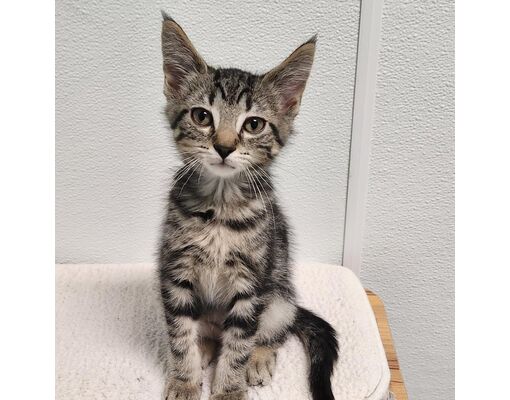 Watertown, NY - Domestic Shorthair. Meet Onion a Pet for Adoption