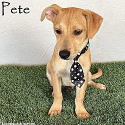 Thumbnail photo of Pete #1