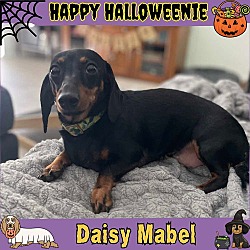 Thumbnail photo of Daisy Mabel #1