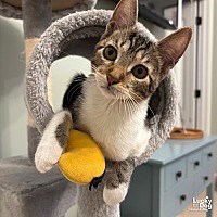 adopt a pet