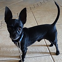 adopt-pet