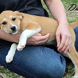 Thumbnail photo of Dawn~adopted! #3