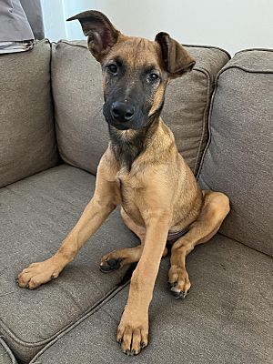 Phoenix, AZ - Belgian Malinois/Doberman Pinscher. Meet Zeus DM a Pet ...