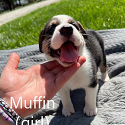 Thumbnail photo of Muffin #4