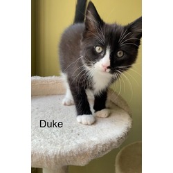 Photo of Duke (College Kids Litter)