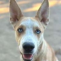 adopt a pet