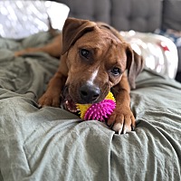 adopt a pet