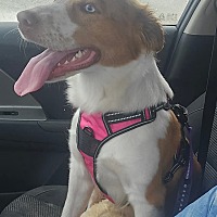 adopt-pet