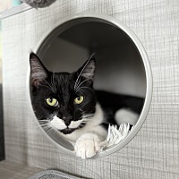 adopt-pet