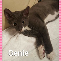 Thumbnail photo of Cleo & Genie #2