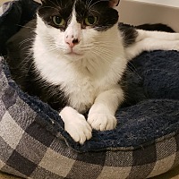 Available Pets At Harmony House For Cats In Chicago Illinois