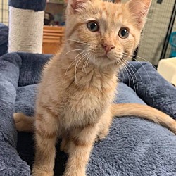 Available Pets At Cuddle Cat Rescue In Hannibal Missouri