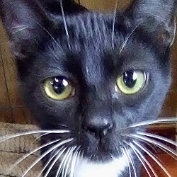 Blue Moon Cat Shelter In Witter Arkansas