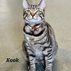 Photo of Kook