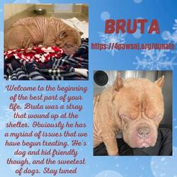 Thumbnail photo of Bruta #2