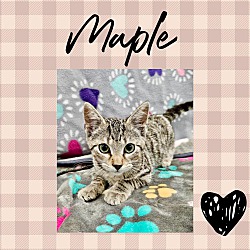 Thumbnail photo of Maple #2