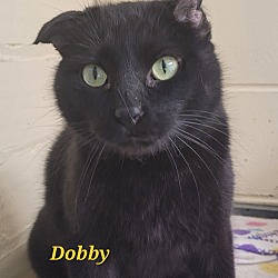Thumbnail photo of Dobby #1