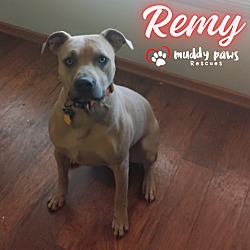Thumbnail photo of Remy (Courtesy Post) #3