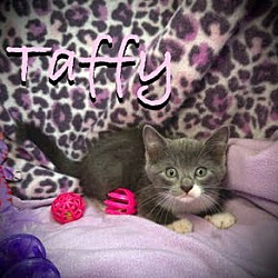 Thumbnail photo of Taffy #1