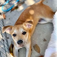adopt a pet