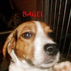 Thumbnail photo of BAGEL #1