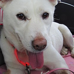 Thumbnail photo of Bomi - South Korean Dog #1