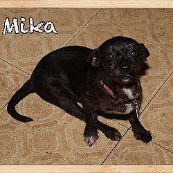 Thumbnail photo of Mika #4