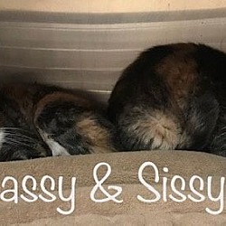 Thumbnail photo of SASSY and SISSY #3