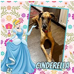 Photo of Cinderella