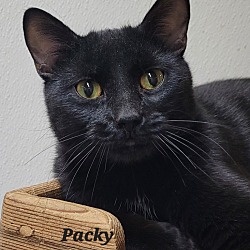 Photo of Packy
