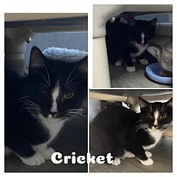 Photo of Cricket