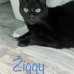 Thumbnail photo of Ziggy #4