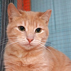 Thumbnail photo of Tangelo- Foster or Adopt #2