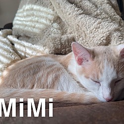 Thumbnail photo of MiMi (Courtesy Post) #1