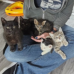 Photo of Kittens