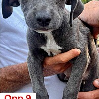 adopt a pet
