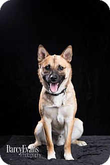 Edmonton Ab Shiba Inu Meet Doby A Pet For Adoption