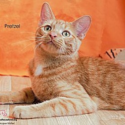 Thumbnail photo of Pretzel #3