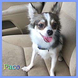 Thumbnail photo of Paco #1