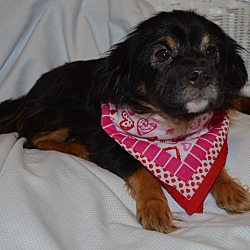 Thumbnail photo of Jazzy~Adopted #4