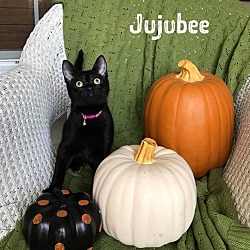 Thumbnail photo of Jujubee #1