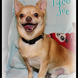 Thumbnail photo of Taco Joe #2