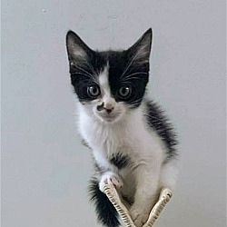 Photo of Blinky Kitten