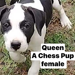 Photo of Queen Chess