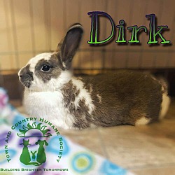 Thumbnail photo of Dirk the Daring (fostered in Omaha) #3