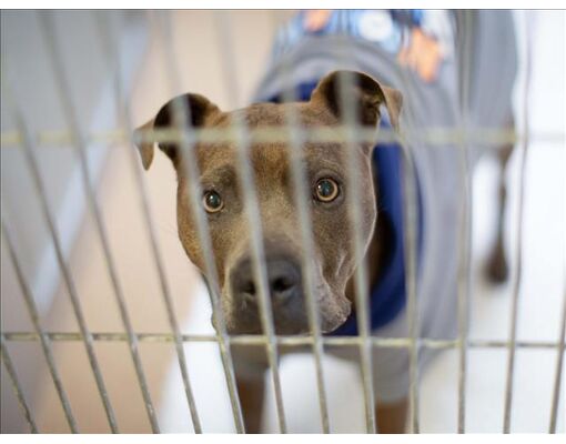 Martinez, CA - American Pit Bull Terrier. Meet STORM a Pet for Adoption ...