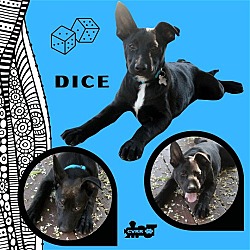 Photo of Dice (Puppy)
