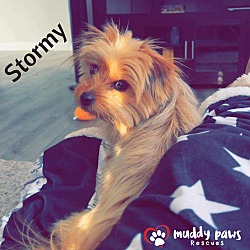 Thumbnail photo of Stormy (Courtesy Post) - No Longer Accepting Applications #4