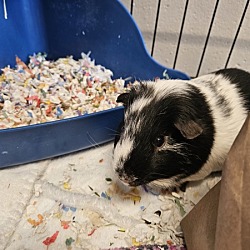 Thumbnail photo of Cookie (bonded Group) #4